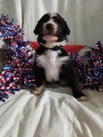 Black Collar girl, a female Bernedoodle for sale in Des Moines, IA – 4 of 7