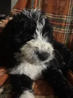 Hot pink collar girl , a female Bernedoodle for sale in Des Moines, IA – 5 of 9