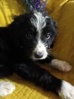 Maroon Collar Girl, a female Bernedoodle for sale in Des Moines, IA – 6 of 10