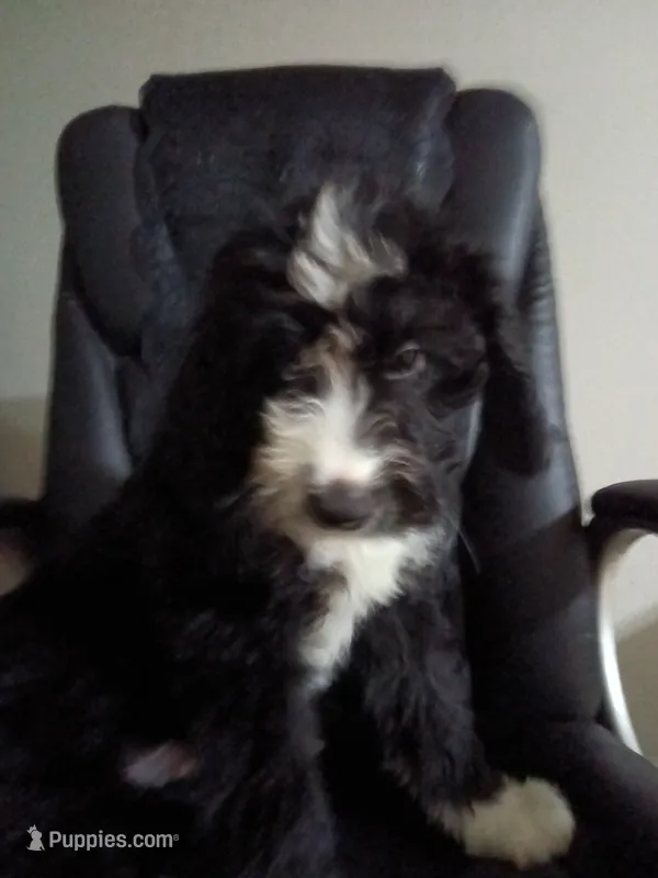 Boy Puppy 1 – Bernedoodle puppy for sale in Des Moines, IA