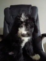 Boy Puppy 1, a male Bernedoodle for sale in Des Moines, IA – 1 of 10