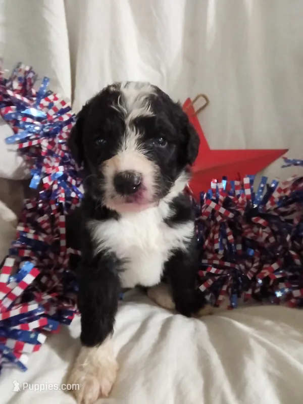 Black Collar girl – Bernedoodle puppy for sale in Des Moines, IA