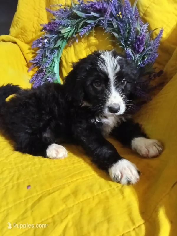 Maroon Collar Girl – Bernedoodle puppy for sale in Des Moines, IA