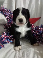 Hot pink collar girl, a female Bernedoodle for sale in Des Moines, IA – 2 of 5
