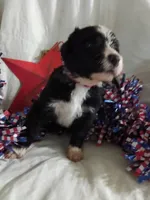 Maroon Collar Girl , a female Bernedoodle for sale in Des Moines, IA – 3 of 6