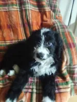 Blue Collar Girl, a female Bernedoodle for sale in Des Moines, IA – 4 of 10