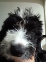 Boy Puppy 1, a male Bernedoodle for sale in Des Moines, IA – 2 of 10
