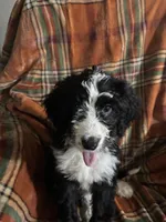 Girl Puppy 5, a female Bernedoodle for sale in Des Moines, IA – 6 of 10