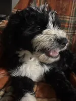 Hot pink collar girl , a female Bernedoodle for sale in Des Moines, IA – 6 of 9