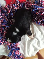 Girl Puppy 5, a female Bernedoodle for sale in Des Moines, IA – 2 of 6