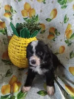 Maroon Collar Girl, a female Bernedoodle for sale in Des Moines, IA – 8 of 10