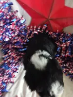 Black Collar girl, a female Bernedoodle for sale in Des Moines, IA – 2 of 7