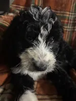 Hot pink collar girl , a female Bernedoodle for sale in Des Moines, IA – 8 of 9