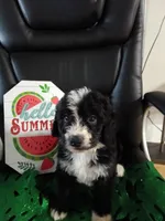 Blue Collar Girl, a female Bernedoodle for sale in Des Moines, IA – 8 of 10