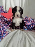Girl Puppy 5, a female Bernedoodle for sale in Des Moines, IA – 1 of 6