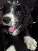 Maroon Collar Girl, a female Bernedoodle for sale in Des Moines, IA – 2 of 10