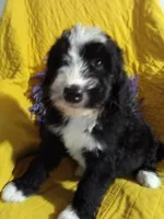 Boy Puppy 1, a male Bernedoodle for sale in Des Moines, IA – 8 of 10
