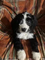 Girl Puppy 5, a female Bernedoodle for sale in Des Moines, IA – 4 of 10