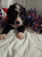 Maroon Collar Girl , a female Bernedoodle for sale in Des Moines, IA – 4 of 6