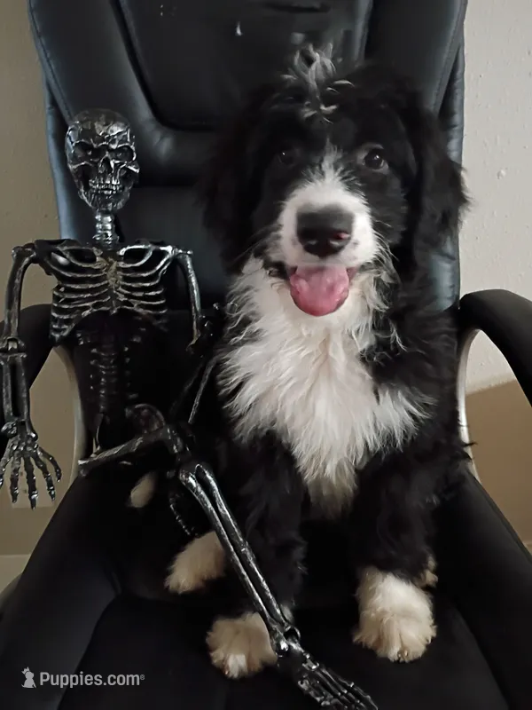 Boy Puppy 3 – Bernedoodle puppy for sale in Des Moines, IA