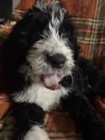 Hot pink collar girl , a female Bernedoodle for sale in Des Moines, IA – 2 of 9