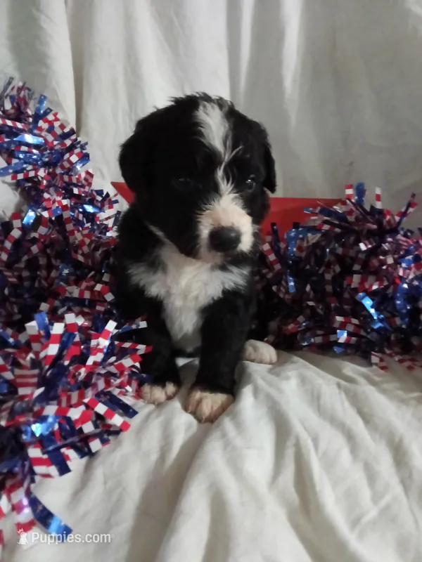 Blue Collar Girl  – Bernedoodle puppy for sale in Des Moines, IA