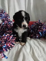 Blue Collar Girl , a female Bernedoodle for sale in Des Moines, IA – 1 of 7