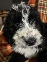 Hot pink collar girl , a female Bernedoodle for sale in Des Moines, IA – 7 of 9