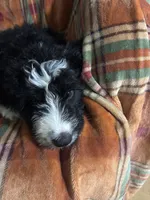 Boy Puppy 1, a male Bernedoodle for sale in Des Moines, IA – 5 of 10