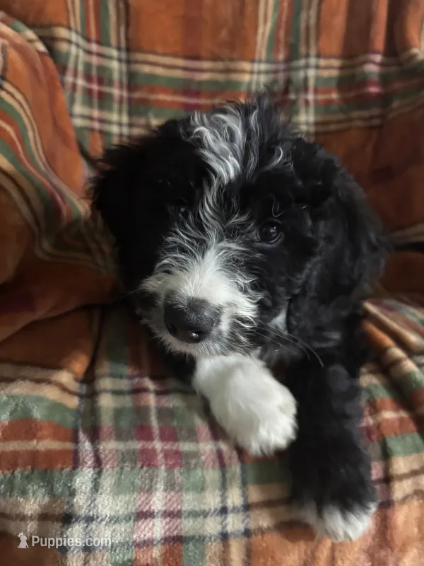 Black Collar girl – Bernedoodle puppy for sale in Des Moines, IA