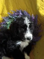 Blue Collar Girl, a female Bernedoodle for sale in Des Moines, IA – 7 of 10