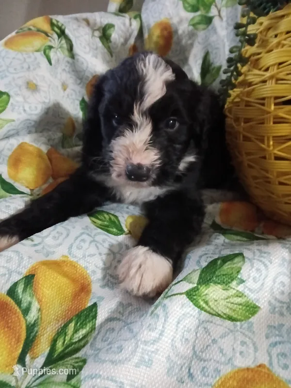 Boy Puppy 1 – Bernedoodle puppy for sale in Des Moines, IA