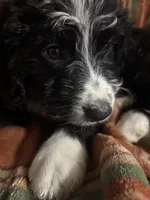 Maroon Collar Girl, a female Bernedoodle for sale in Des Moines, IA – 5 of 10