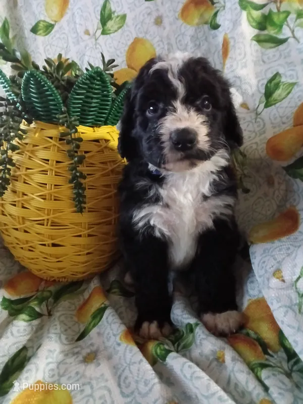 Blue Collar Girl – Bernedoodle puppy for sale in Des Moines, IA