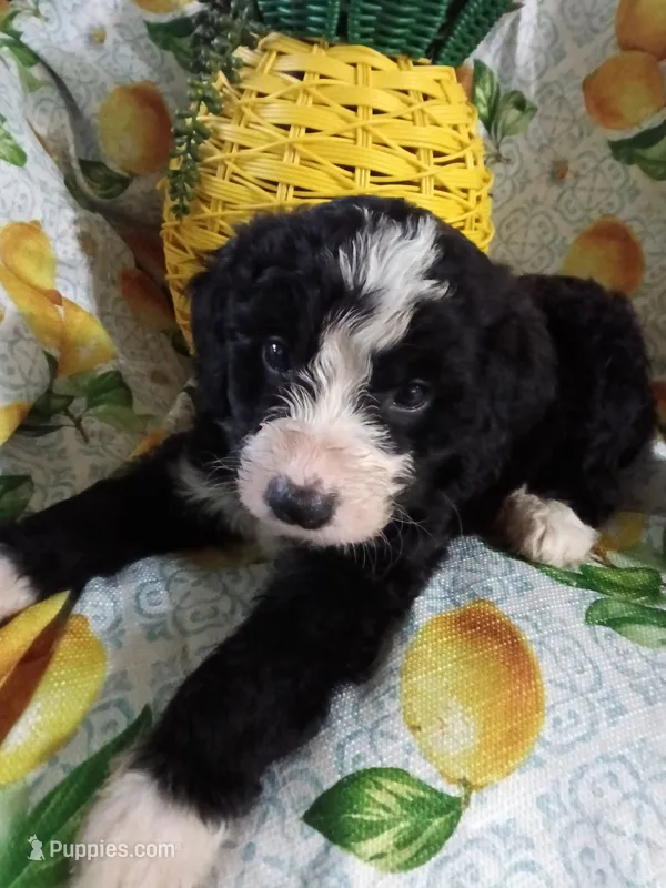 Boy Puppy 2 – Bernedoodle puppy for sale in Des Moines, IA