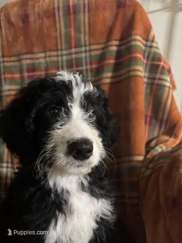 Boy Puppy 2 – Bernedoodle puppy for sale in Des Moines, IA
