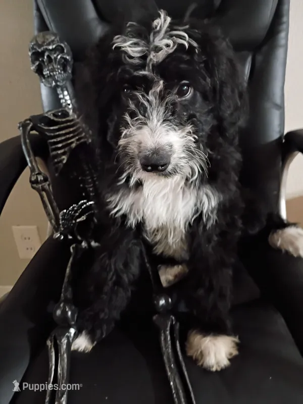 Blue Collar Girl – Bernedoodle puppy for sale in Des Moines, IA