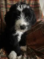 Boy Puppy 1, a male Bernedoodle for sale in Des Moines, IA – 7 of 10