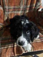 Boy Puppy 3, a male Bernedoodle for sale in Des Moines, IA – 5 of 10