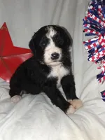 Boy Puppy 1, a male Bernedoodle for sale in Des Moines, IA – 1 of 7