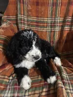 Hot pink collar girl , a female Bernedoodle for sale in Des Moines, IA – 9 of 9