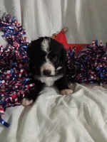 Blue Collar Girl , a female Bernedoodle for sale in Des Moines, IA – 4 of 7
