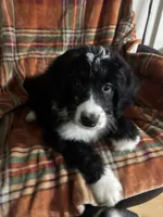 Boy Puppy 3, a male Bernedoodle for sale in Des Moines, IA – 6 of 10