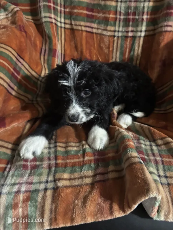 Maroon Collar Girl – Bernedoodle puppy for sale in Des Moines, IA