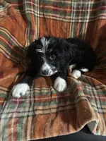 Maroon Collar Girl, a female Bernedoodle for sale in Des Moines, IA – 3 of 10