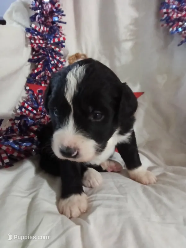 Boy Puppy 3 – Bernedoodle puppy for sale in Des Moines, IA