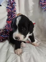 Boy Puppy 3, a male Bernedoodle for sale in Des Moines, IA – 1 of 6