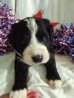 Hot pink collar girl, a female Bernedoodle for sale in Des Moines, IA – 3 of 5