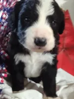 Boy Puppy 2, a male Bernedoodle for sale in Des Moines, IA – 4 of 7