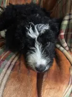 Boy Puppy 1, a male Bernedoodle for sale in Des Moines, IA – 4 of 10